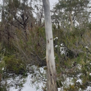 Eucalyptus pauciflora at Southwest, TAS - 3 Sep 2024