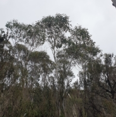 Eucalyptus pauciflora at Southwest, TAS - 3 Sep 2024