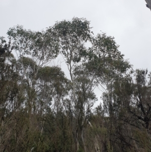 Eucalyptus pauciflora at Southwest, TAS - 3 Sep 2024