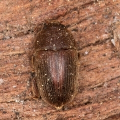 Nitidulidae sp. (family) (Sap beetle) at Melba, ACT - 3 Sep 2024 by kasiaaus