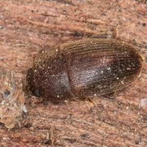 Nitidulidae sp. (family) at Melba, ACT - 3 Sep 2024