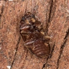 Nitidulidae sp. (family) at Melba, ACT - 3 Sep 2024