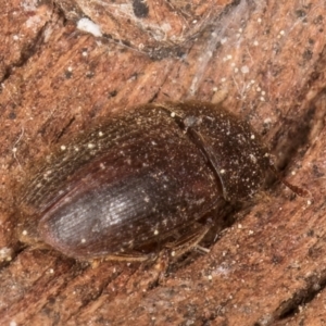 Nitidulidae sp. (family) at Melba, ACT - 3 Sep 2024