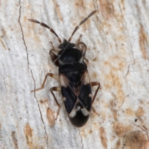 Scolopostethus forticornis at Melba, ACT - 3 Sep 2024