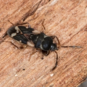 Scolopostethus forticornis at Melba, ACT - 3 Sep 2024