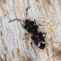 Scolopostethus forticornis at Melba, ACT - 3 Sep 2024