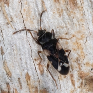 Scolopostethus forticornis at Melba, ACT - 3 Sep 2024