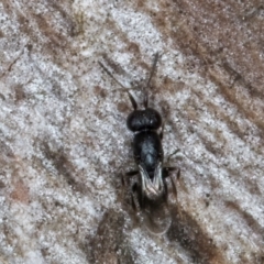 Unidentified Wasp (Hymenoptera, Apocrita) at Melba, ACT - 3 Sep 2024 by kasiaaus