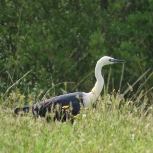 Ardea pacifica at Kangaroo Valley, NSW - 5 Sep 2024