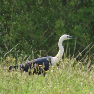 Ardea pacifica (White-necked Heron) at Kangaroo Valley, NSW - 5 Sep 2024 by lbradley