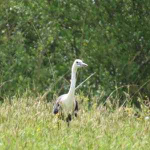 Ardea pacifica at Kangaroo Valley, NSW - 5 Sep 2024