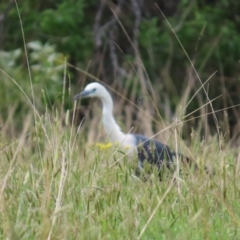 Ardea pacifica at Kangaroo Valley, NSW - 5 Sep 2024