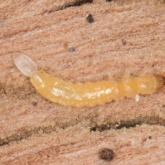 Unverified Insect at Melba, ACT - 3 Sep 2024 by kasiaaus