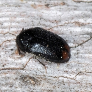 Dermestidae sp. (family) at Melba, ACT - 3 Sep 2024