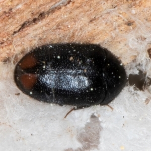 Dermestidae sp. (family) at Melba, ACT - 3 Sep 2024 12:58 PM