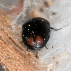 Dermestidae sp. (family) at Melba, ACT - 3 Sep 2024 12:58 PM