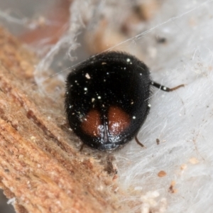 Dermestidae sp. (family) at Melba, ACT - 3 Sep 2024