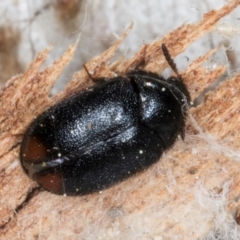 Dermestidae sp. (family) at Melba, ACT - 3 Sep 2024