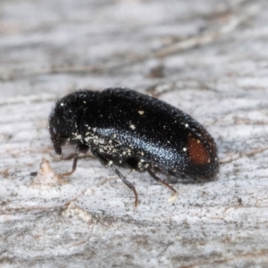 Dermestidae sp. (family) at Melba, ACT - 3 Sep 2024 12:58 PM