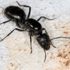 Camponotus sp. (genus) (A sugar ant) at Melba, ACT - 3 Sep 2024 by kasiaaus