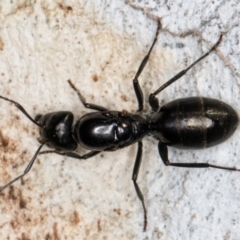 Camponotus aeneopilosus at Melba, ACT - 3 Sep 2024 01:00 PM