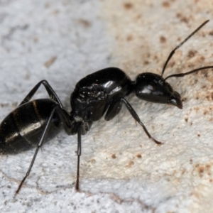 Camponotus aeneopilosus at Melba, ACT - 3 Sep 2024