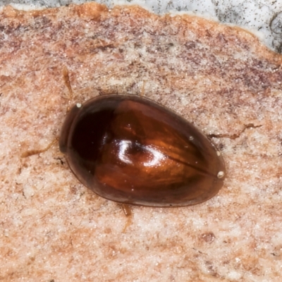 Unidentified Beetle (Coleoptera) at Melba, ACT - 3 Sep 2024 by kasiaaus