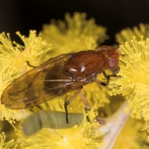 Lauxaniidae (family) at Melba, ACT - 3 Sep 2024