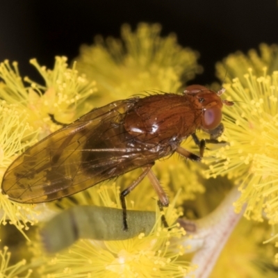 Lauxaniidae (family) (Unidentified lauxaniid fly) at Melba, ACT - 3 Sep 2024 by kasiaaus