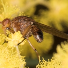 Lauxaniidae (family) at Melba, ACT - 3 Sep 2024