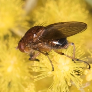 Lauxaniidae (family) at Melba, ACT - 3 Sep 2024