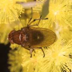 Lauxaniidae (family) at Melba, ACT - 3 Sep 2024