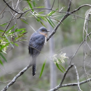 Cacomantis flabelliformis at Oakdale, NSW - suppressed