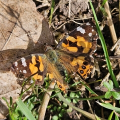 Vanessa kershawi (Australian Painted Lady) at Braidwood, NSW - 4 Sep 2024 by MatthewFrawley