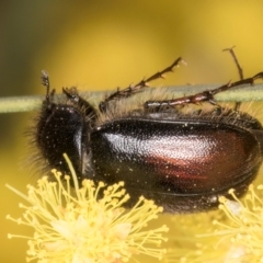 Heteronyx dimidiatus (Dimidiatus scarab beetle) at Melba, ACT - 3 Sep 2024 by kasiaaus