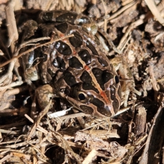 Limnodynastes tasmaniensis (Spotted Grass Frog) at Braidwood, NSW - 4 Sep 2024 by MatthewFrawley