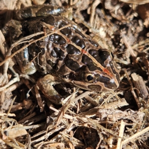 Limnodynastes tasmaniensis at Braidwood, NSW - 5 Sep 2024 08:51 AM