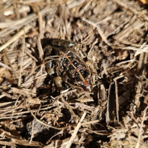 Limnodynastes tasmaniensis at Braidwood, NSW - 5 Sep 2024 08:51 AM