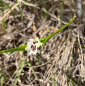 Wurmbea dioica subsp. dioica at Kambah, ACT - 5 Sep 2024