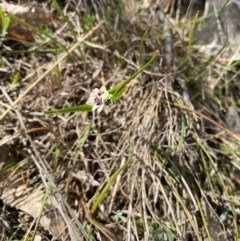 Wurmbea dioica subsp. dioica at Kambah, ACT - 5 Sep 2024