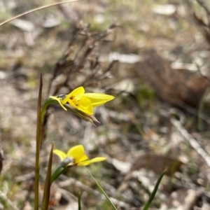 Diuris chryseopsis at Kambah, ACT - 5 Sep 2024