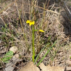 Diuris chryseopsis at Kambah, ACT - 5 Sep 2024