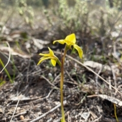 Diuris chryseopsis at Kambah, ACT - 5 Sep 2024