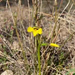 Diuris chryseopsis at Kambah, ACT - 5 Sep 2024