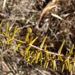 Acacia ulicifolia (Prickly Moses) at Theodore, ACT - 27 Jul 2024 by Shazw