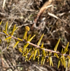 Acacia ulicifolia at Theodore, ACT - 27 Jul 2024