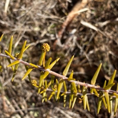 Acacia ulicifolia (Prickly Moses) at Theodore, ACT - 27 Jul 2024 by Shazw