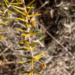 Acacia ulicifolia at Theodore, ACT - 27 Jul 2024