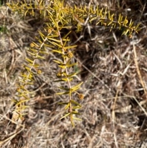 Acacia ulicifolia at Theodore, ACT - 27 Jul 2024 10:50 AM