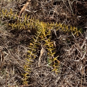 Acacia ulicifolia at Theodore, ACT - 27 Jul 2024